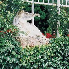 Rosengarten im Kurpark Bad Wildbad